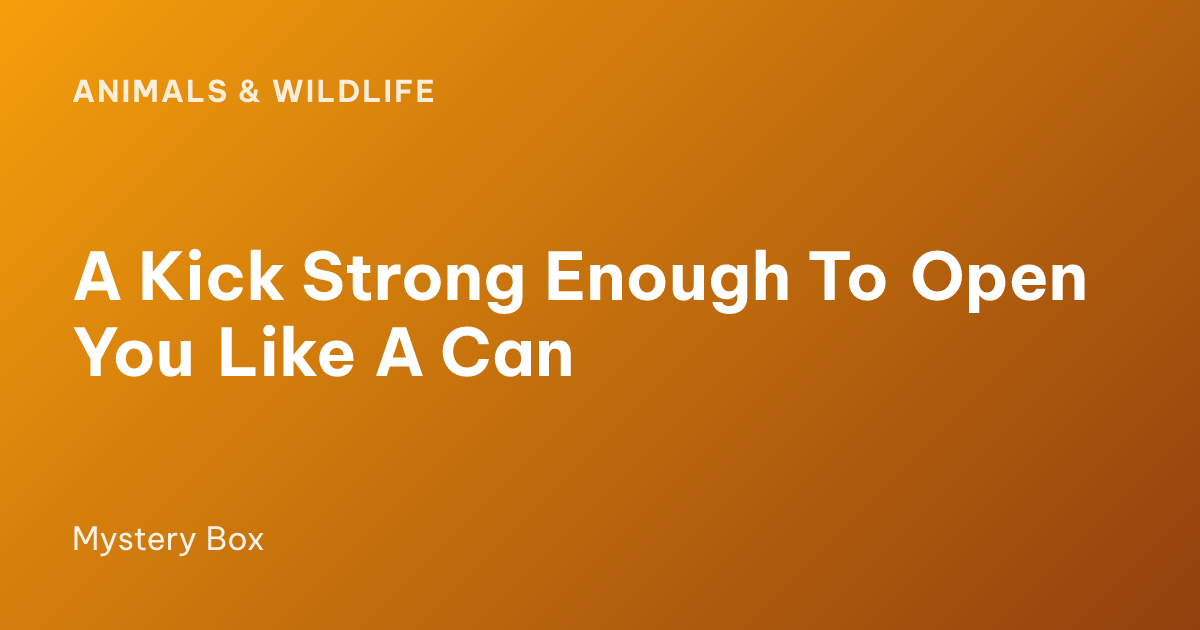 A Kick Strong Enough To Open You Like A Can