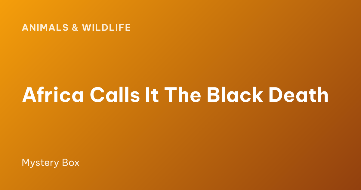 Africa Calls It The Black Death