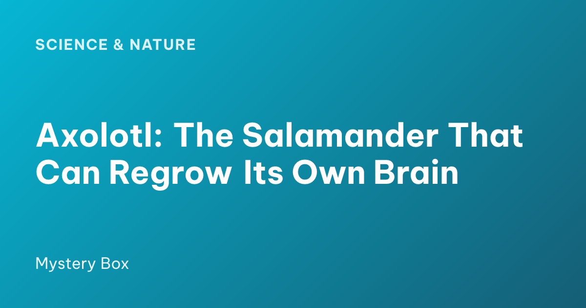 Axolotl: The Salamander That Can Regrow Its Own Brain