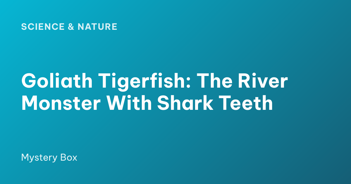 Goliath Tigerfish: The River Monster With Shark Teeth