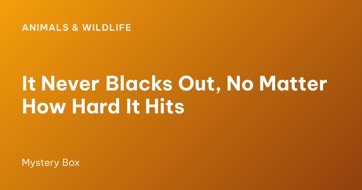 It Never Blacks Out, No Matter How Hard It Hits