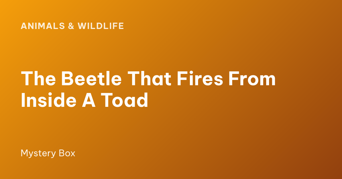 The Beetle That Fires From Inside A Toad