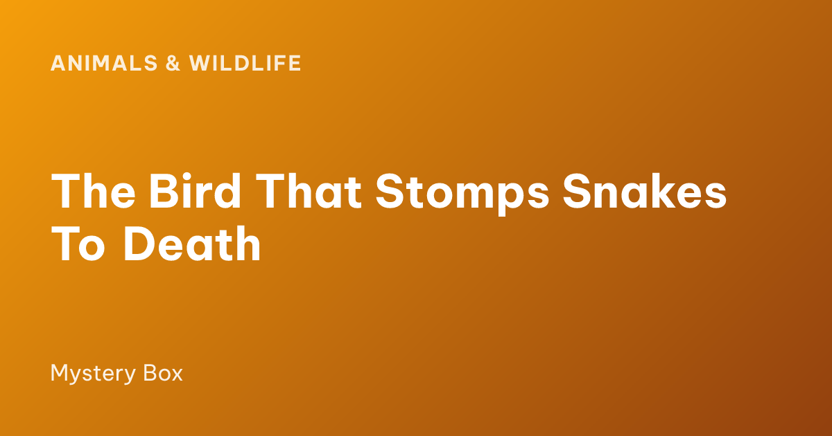 The Bird That Stomps Snakes To Death