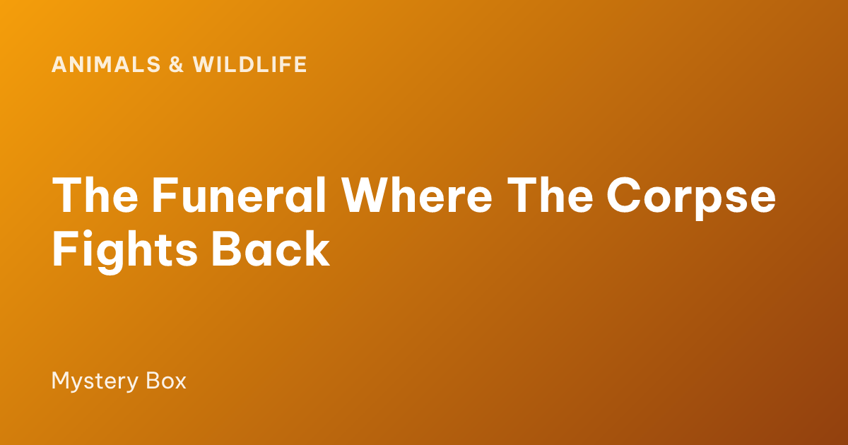The Funeral Where The Corpse Fights Back