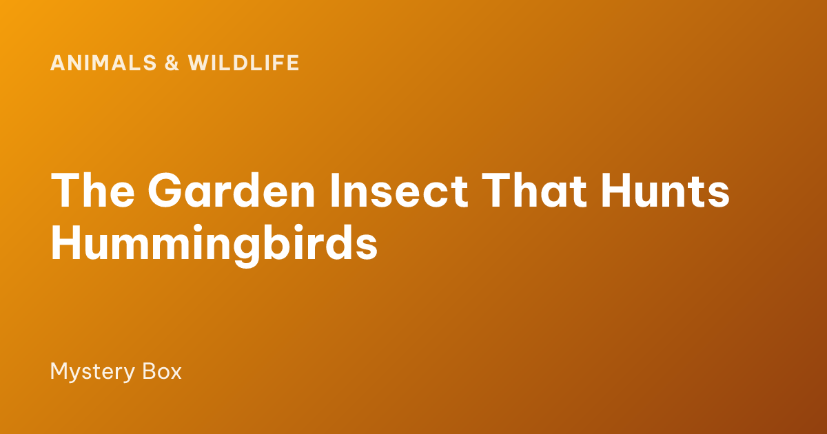 The Garden Insect That Hunts Hummingbirds
