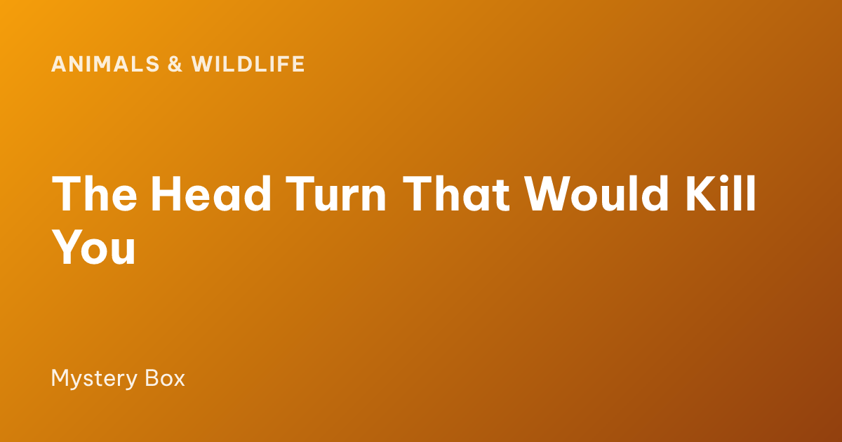 The Head Turn That Would Kill You