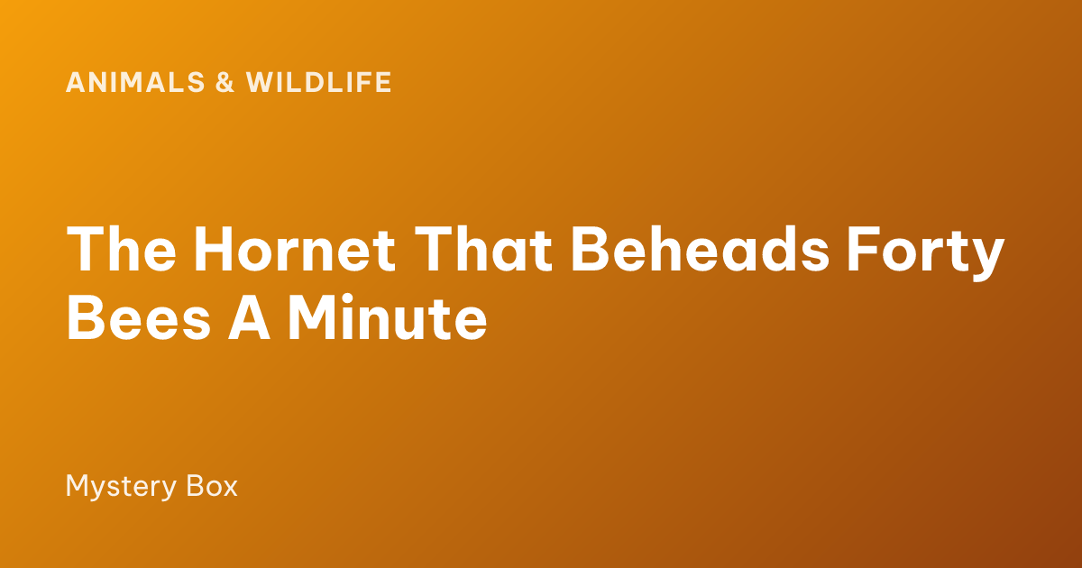 The Hornet That Beheads Forty Bees A Minute