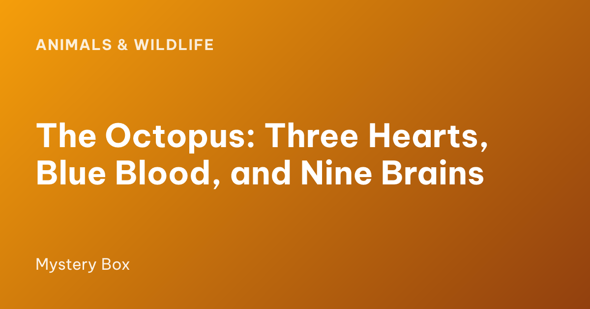 The Octopus: Three Hearts, Blue Blood, and Nine Brains