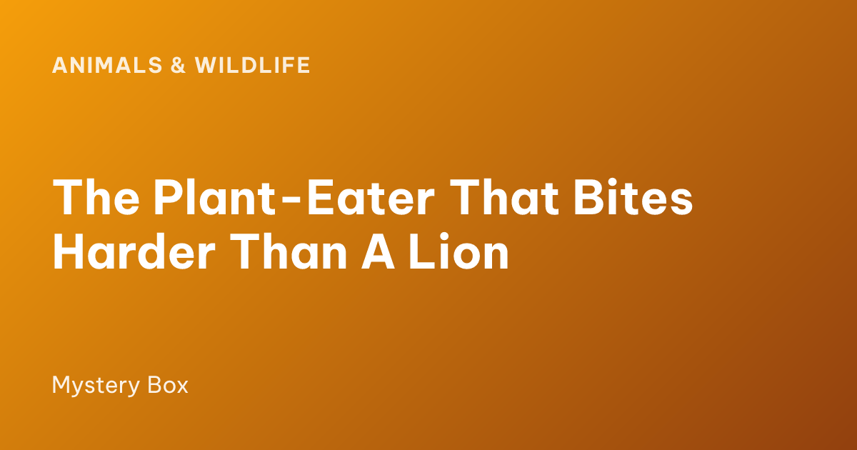 The Plant-Eater That Bites Harder Than A Lion