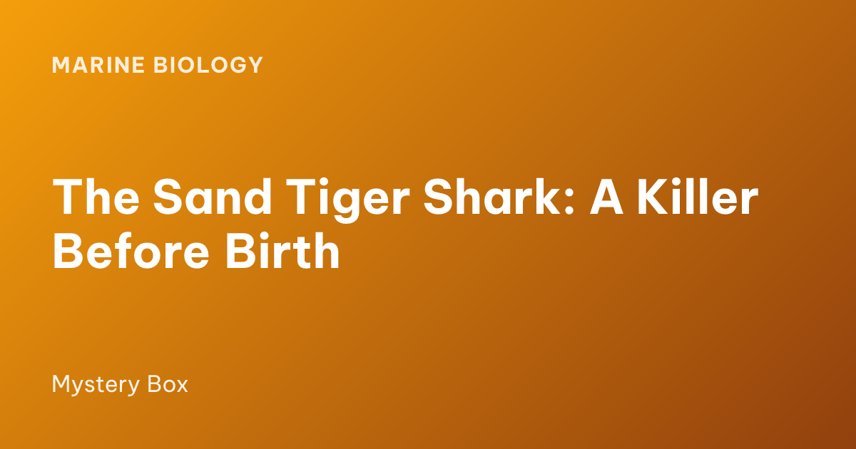 The Sand Tiger Shark: A Killer Before Birth