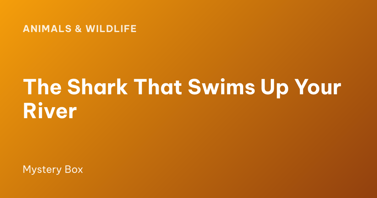 The Shark That Swims Up Your River