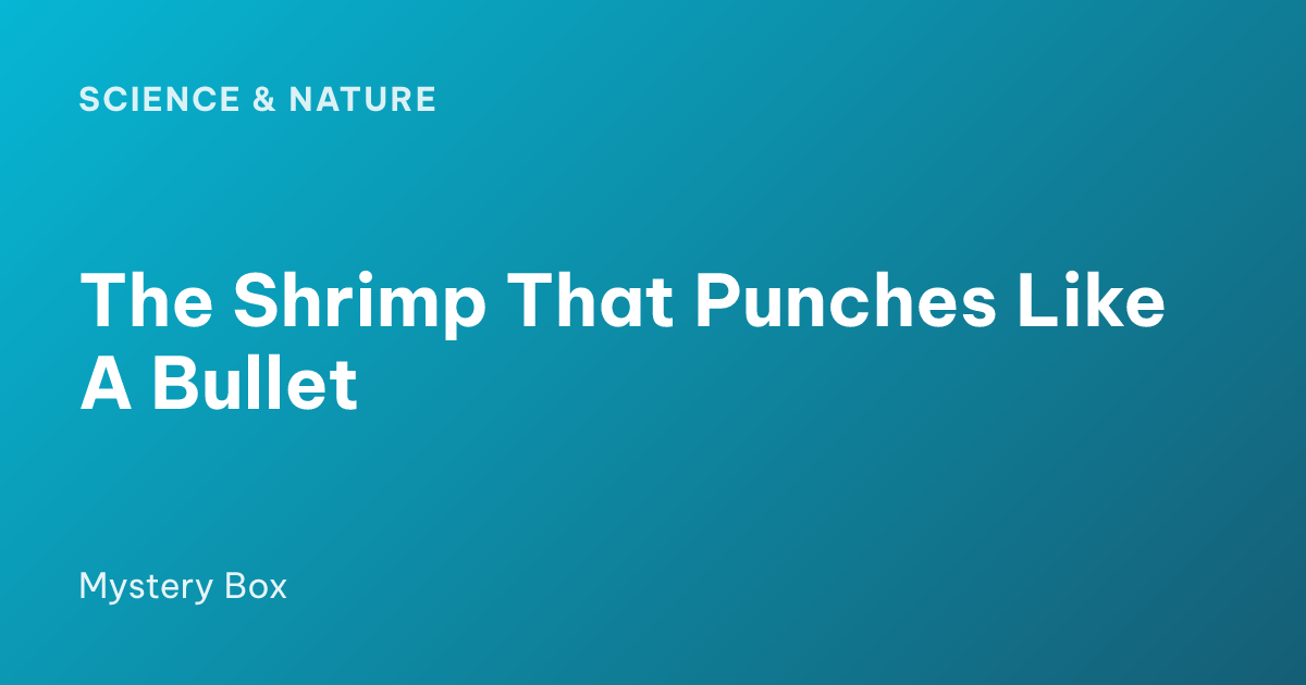 The Shrimp That Punches Like A Bullet