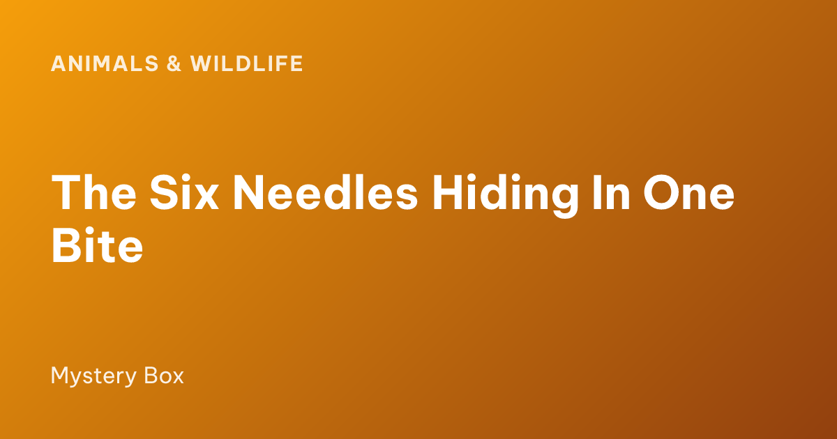 The Six Needles Hiding In One Bite