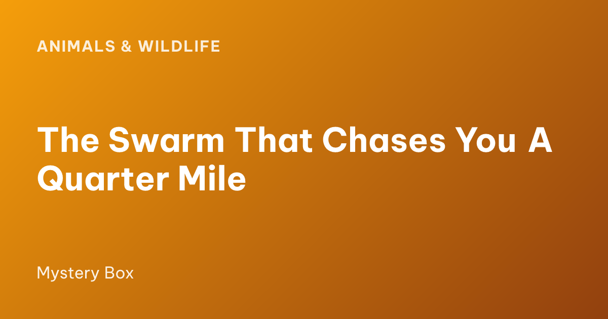 The Swarm That Chases You A Quarter Mile