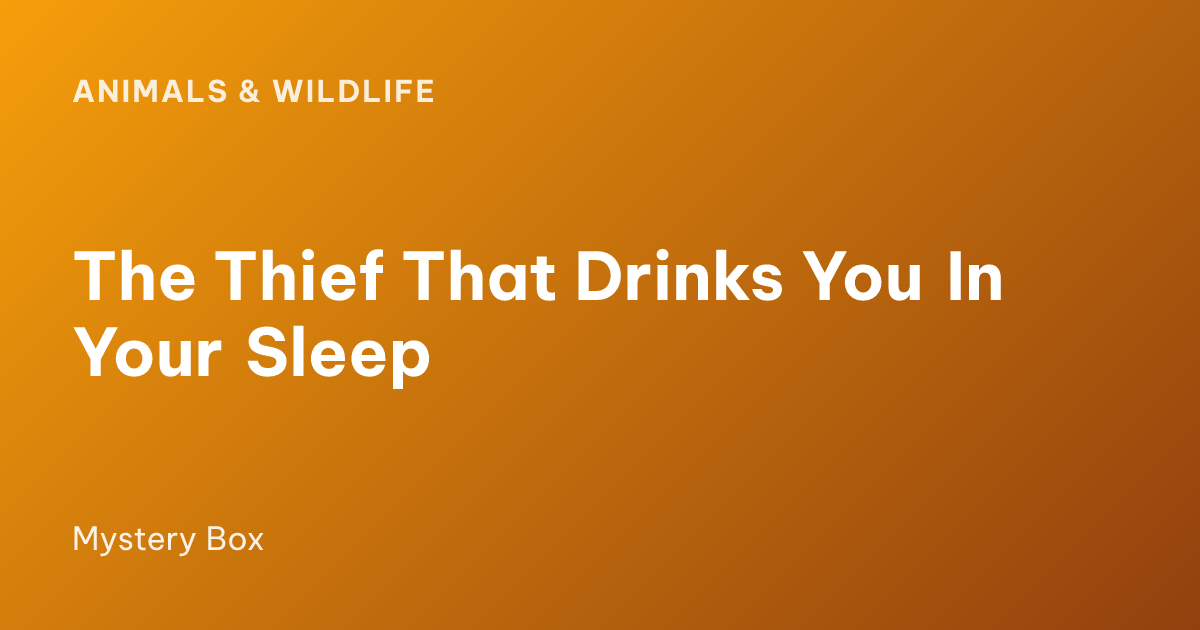 The Thief That Drinks You In Your Sleep