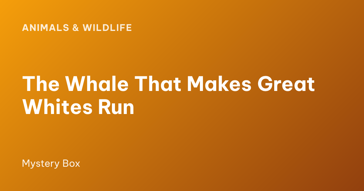 The Whale That Makes Great Whites Run